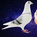 ThePigeonAcademyShow