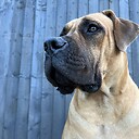 BoerboelDaisyDuke