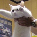 AnimalsRuleTheMemeWorld