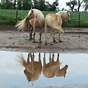 QuinnebaughIslandFarm