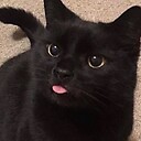 JonsCat_NHH