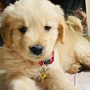 goldenretriever07