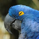 Blumacaw