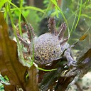 Axolotl11