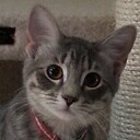KittyMama8