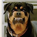 SaltyRottweiler