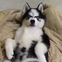 FUNwzHUSKY