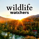 WildlifeWatchers