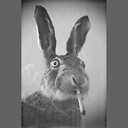 LunarBunny