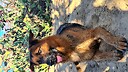 RicoDogTrainer