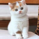 Animellover