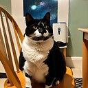 Leeroythecat