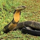 Cobratus