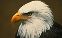 TheEagleSocial