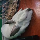 flemishbun