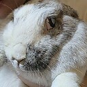 flemishbun