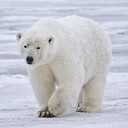 ArcticMotive