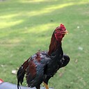 NiaziAseel