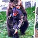 AnimalsGoneWild