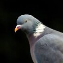 TheReverendPigeon