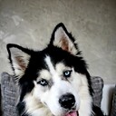 Huskyuniverse