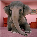 ElephantNZRoom