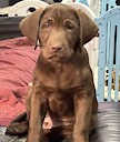 Rugergundog