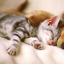 KittiesAndDogLovers