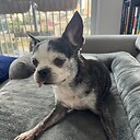 dougbies