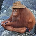 orangutanfisherman