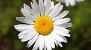 Daisy_World