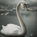 TheGreySwans