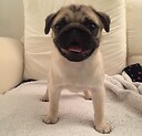 dogsandpugsaregreat