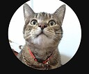 MSpearsandBoboBuddytheSeniorCat1