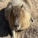 fast_and_curious