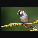 SongofSparrow