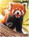 EvilRedPanda