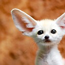 CuteAnimalFaerie