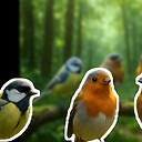 FeresBirdsRelaxing