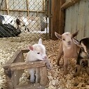 SaltygoatFarm