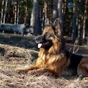 BestDefenseDogTrainingAcademy