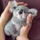 Cute4nimals