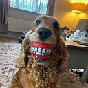 thefunnypetstv