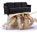 Casting_Couch_Crab