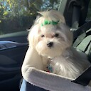 Tucker_the_Maltese