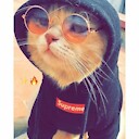AnimalVidz