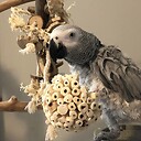 Parrotmom