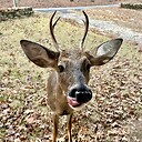 DianesDeerVideos