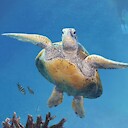 konahonu