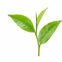 Greentealeaf